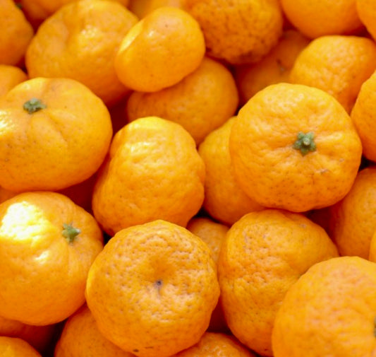 Citrus × tachibana ripe bright orange citrus fruits with textured skin close-up