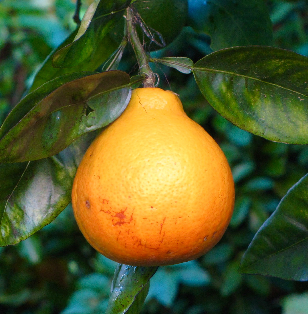 Citrus × tangelo MAPO ripe orange citrus fruit hanging on leafy tree branch