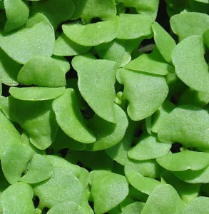 Ocimum basilicum 'Classic Italian Basil' fresh green seedling leaves close-up