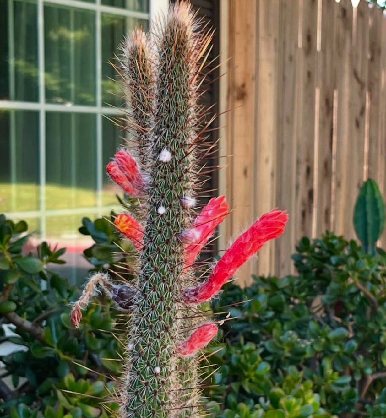 Cleistocactus bruneispinus cacto alto com espinhos densos e flores tubulares vermelhas vibrantes