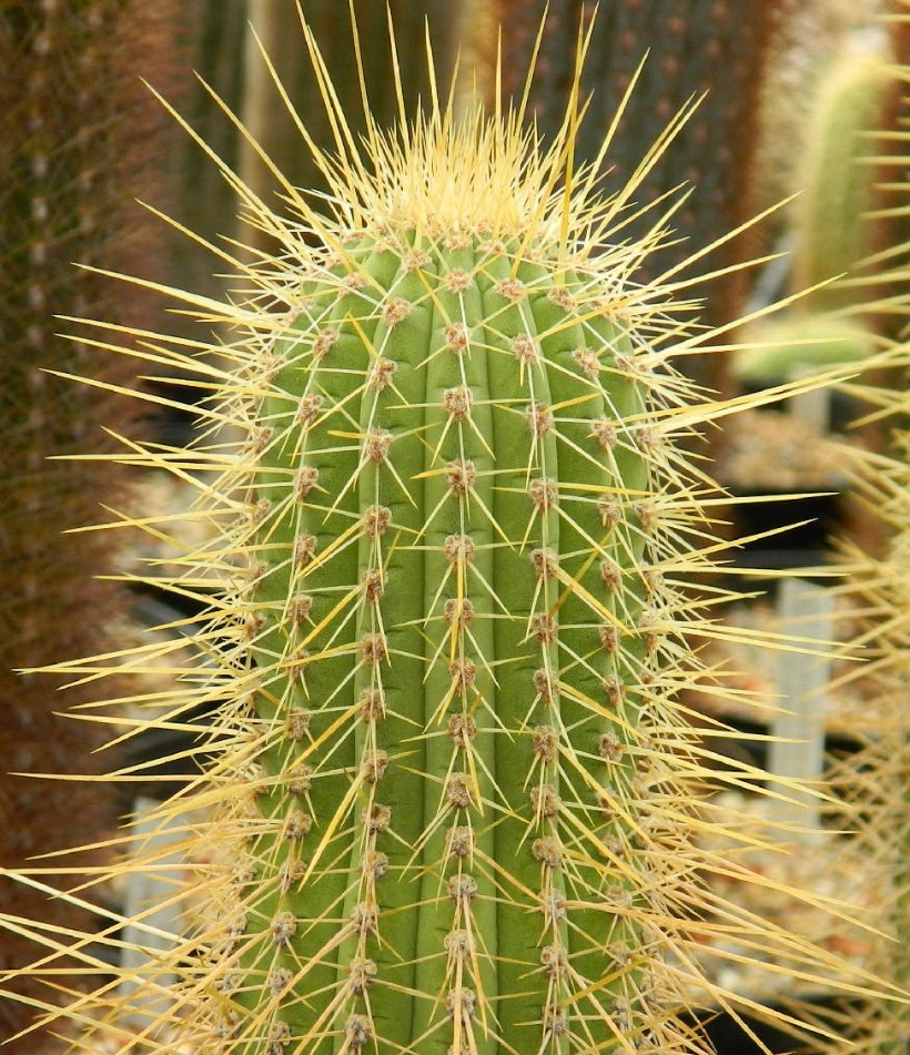 كليستوكاكتوس إيبوتانوس صبار أخضر طويل مع أشواك صفراء طويلة وكثيفة عن قرب