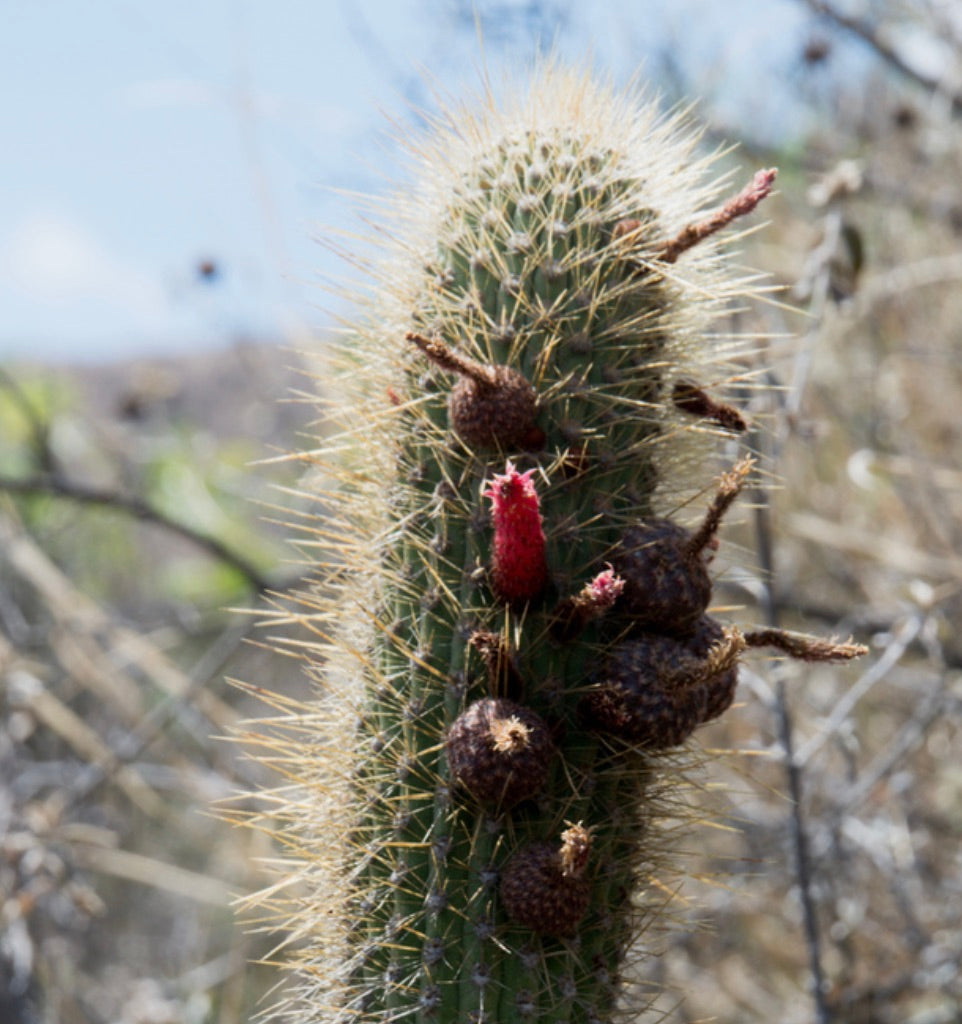 Cleistocactus luribayensis tall spiny cactus with red fruit and brown seed pods in natural habitat