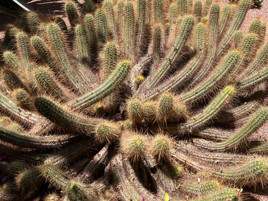 Cleistocactus margaretanus klynget kaktus med tette gyldne pigger og små røde knopper som vokser i ørkenjord