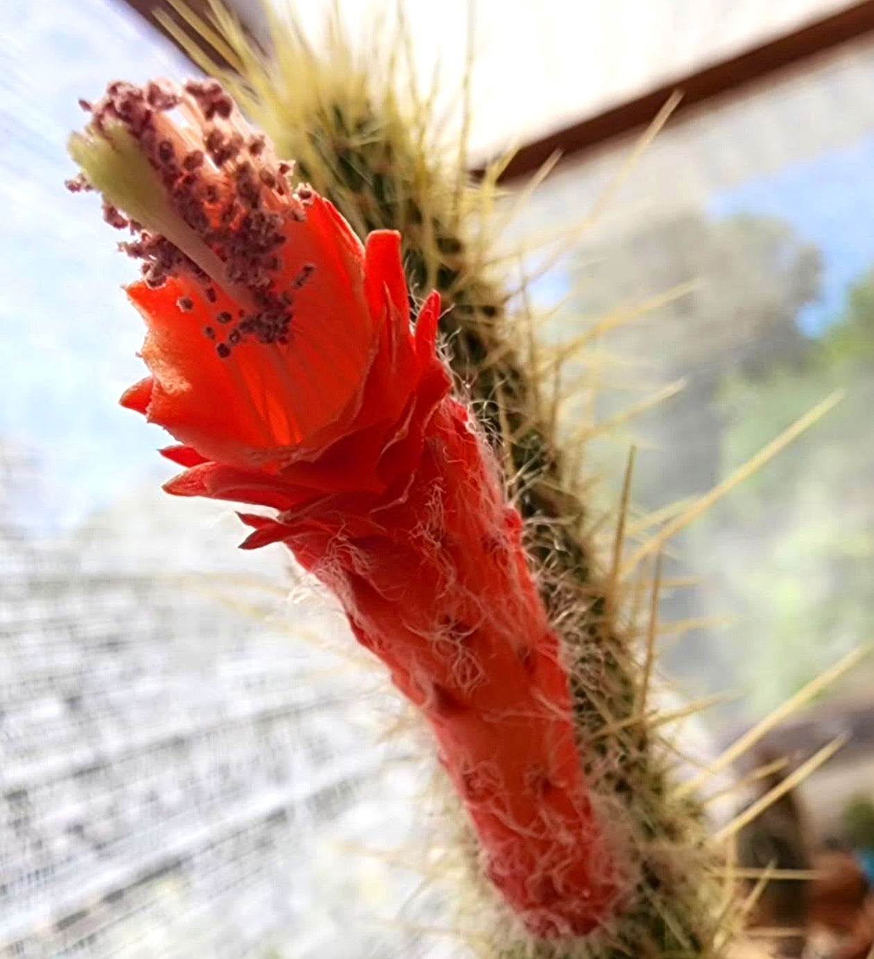 กระบองเพชร <i>คลีสโตคาคตัส แวร์รีสปินัส</i> พร้อมดอกหลอดสีแดงสดและหนามสีเหลืองแหลม ใกล้ชิด