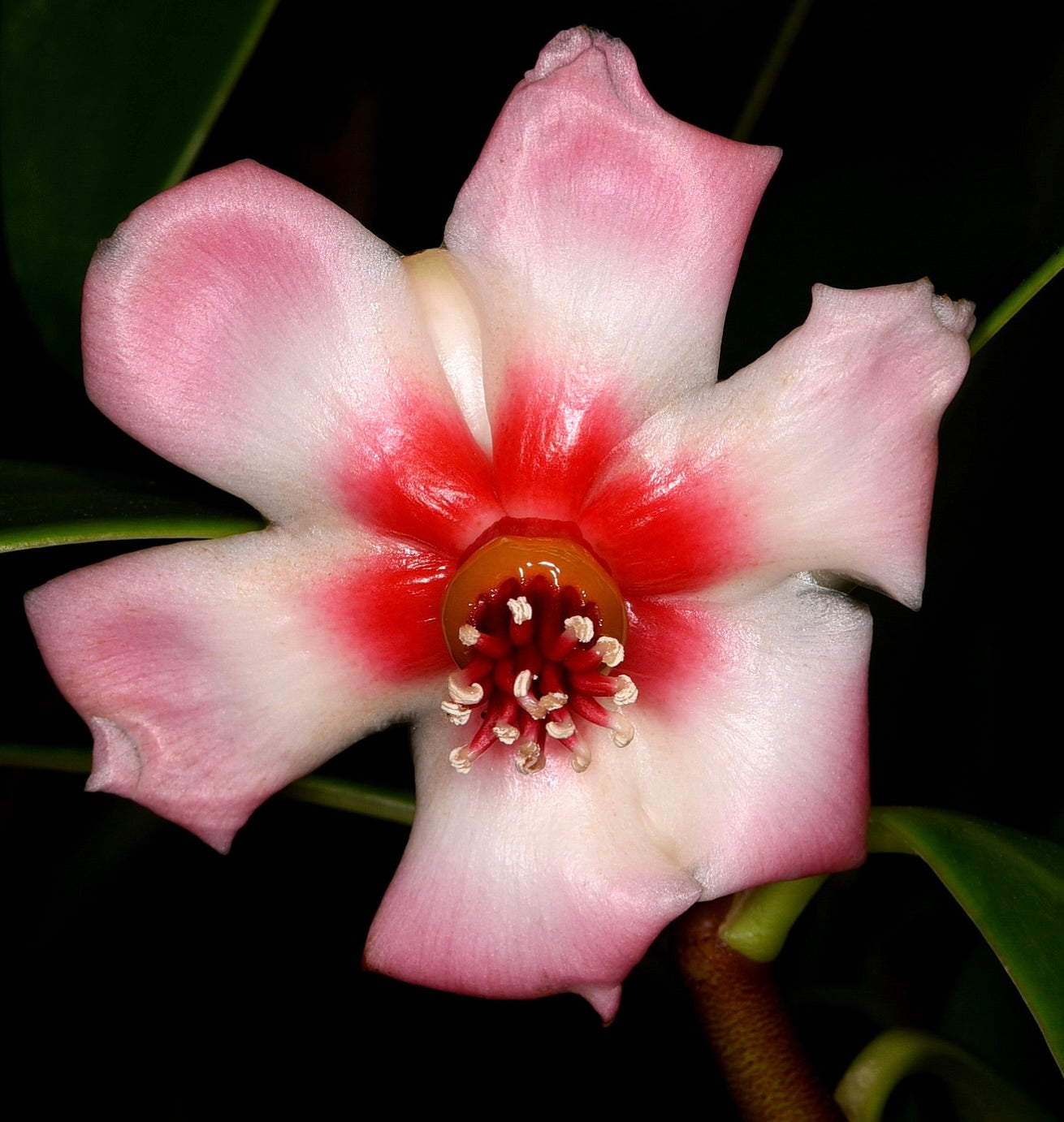 Clusia rosea large pink and white flower with red center and glossy petals