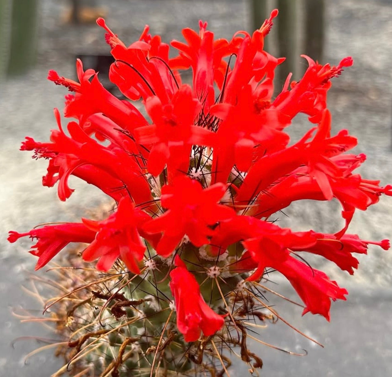 Cochemiea poselgeri-kaktus med livlige røde rørformede blomster og skarpe pigger