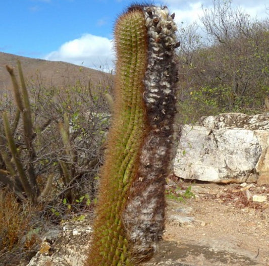 Coleocephalocereus goebelianus tall rare cactus with dense spines and woolly textured stem