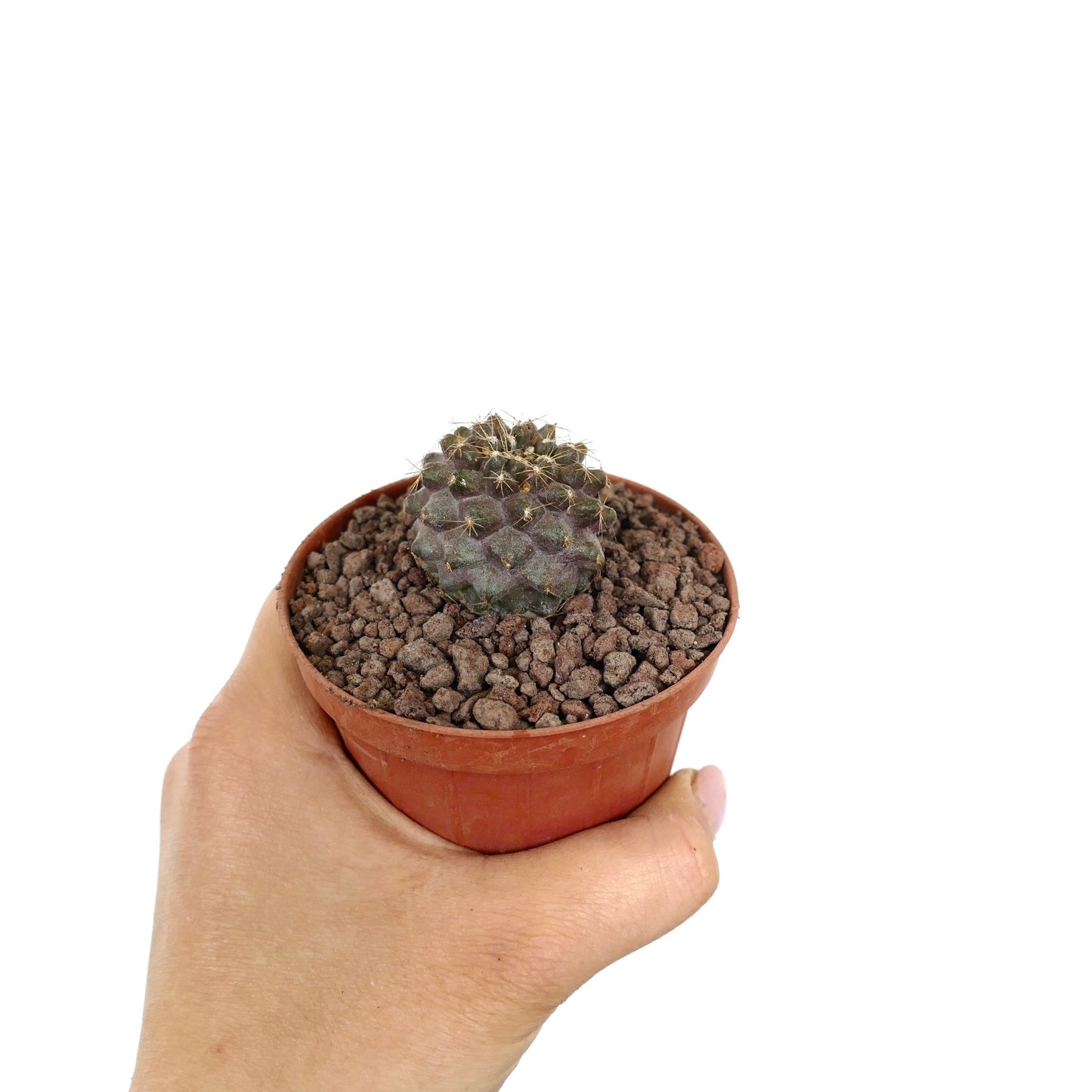 Piccolo cactus succulento Copiapoa humilis con corpo grigiastro e spine sottili in vaso