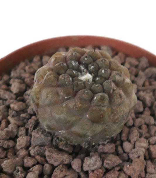 Copiapoa hypogaea rare succulent cactus with rounded tubercles and small spines in pot