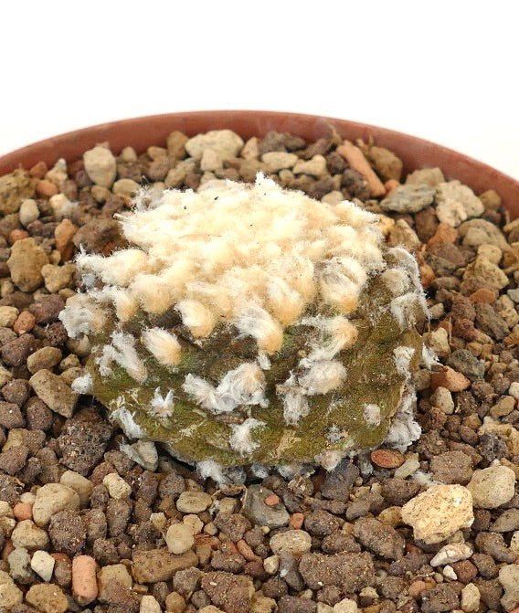 Copiapoa hypogaea small round cactus with dense white woolly areoles and green body