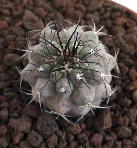 Copiapoa cinerea X atacamensis pequeno cacto suculento com espinhos pretos densos e corpo cinzento