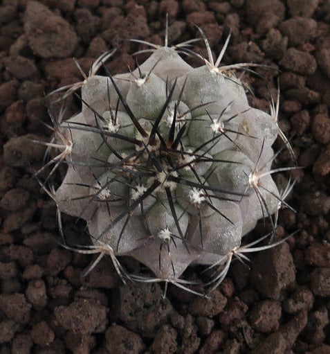 Cacto suculento Copiapoa cinerea X atacamensis com corpo cinzento e espinhos escuros proeminentes