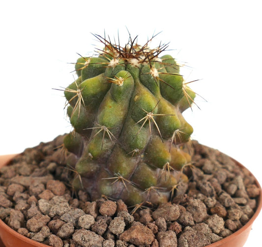 Copiapia serpentisulcata X Copiapoa cinerea raro cactus succulento con coste pronunciate e spine affilate