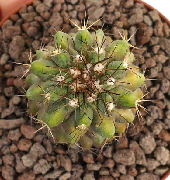 Kleine groene cactus Copiapia serpentisulcata X Copiapoa cinerea met scherpe, bruine stekels en geribbelde structuur