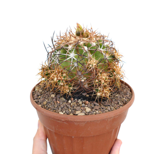 コピアポア・アンディナ 小さな緑色のサボテン、密集した茶色と黒の棘が特徴、テラコッタ鉢入り