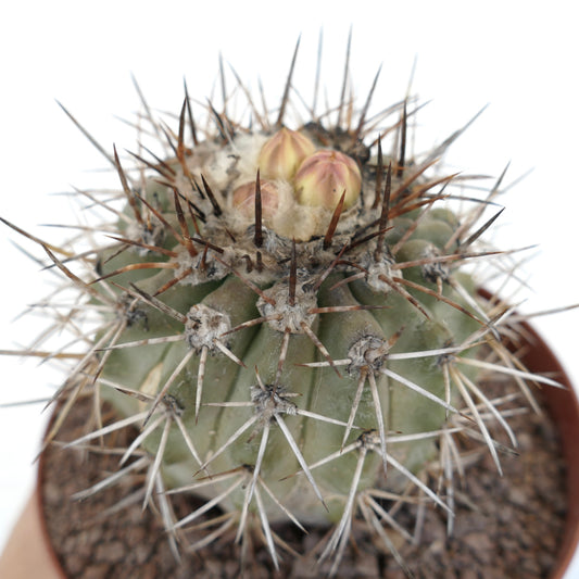 鉢植えの目立つ刺と花芽が発達している多肉質サボテン、コピアピア属 AW276-65