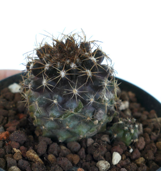 Copiapoa humilis small dark green cactus with dense brown spines and textured surface