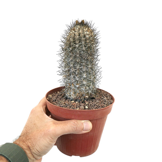 Copiapoa affinis humilis small cactus with dense sharp spines in terracotta pot