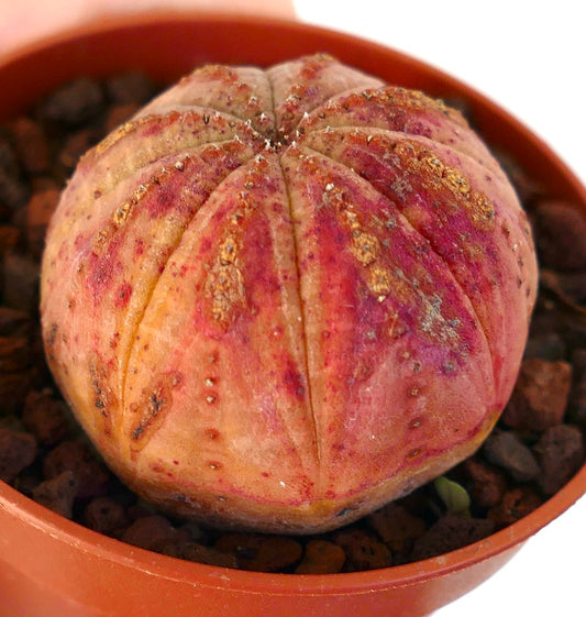 Euphorbia obesa suculenta rara con cuerpo redondeado y acanalado y tonos naranja-rojos en maceta