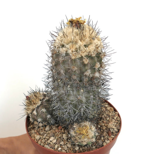 Copiapoa humilis rare succulent cactus with dense spines and woolly areoles in pot