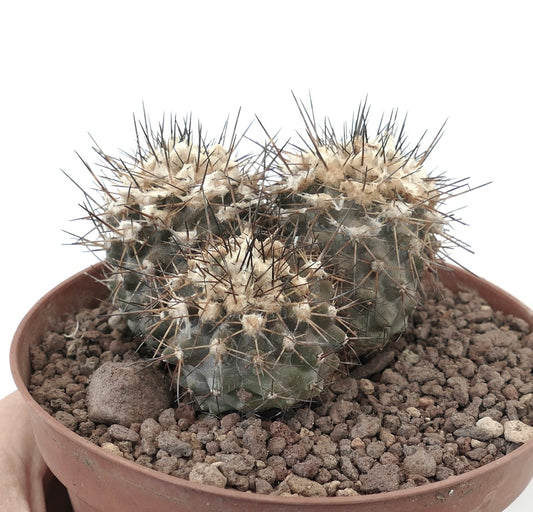 Copiapoa humilis small clustered cactus with dense dark spines and woolly areoles in pot