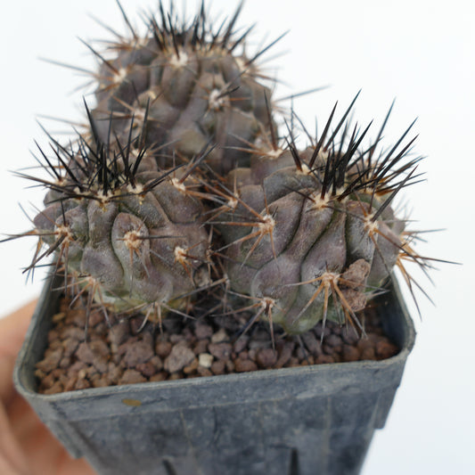 Copiapoa cinerea rare succulent cactus with dark gray ribbed bodies and sharp black spines