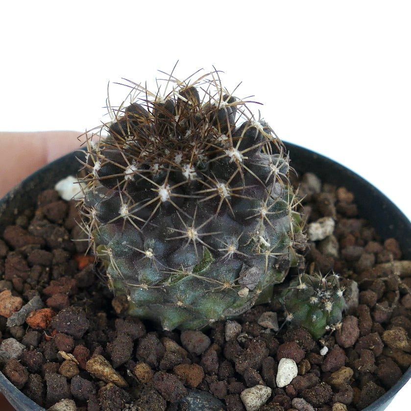 Copiapoa humilis dark green cactus with dense brown spines in rocky soil pot
