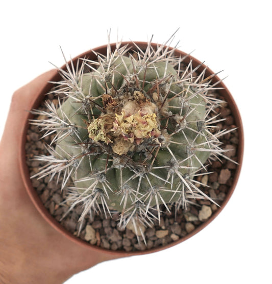 Copiapoa mollicula sjelden sukkulent kaktus med tette skarpe torner og tørkede blomster i potte