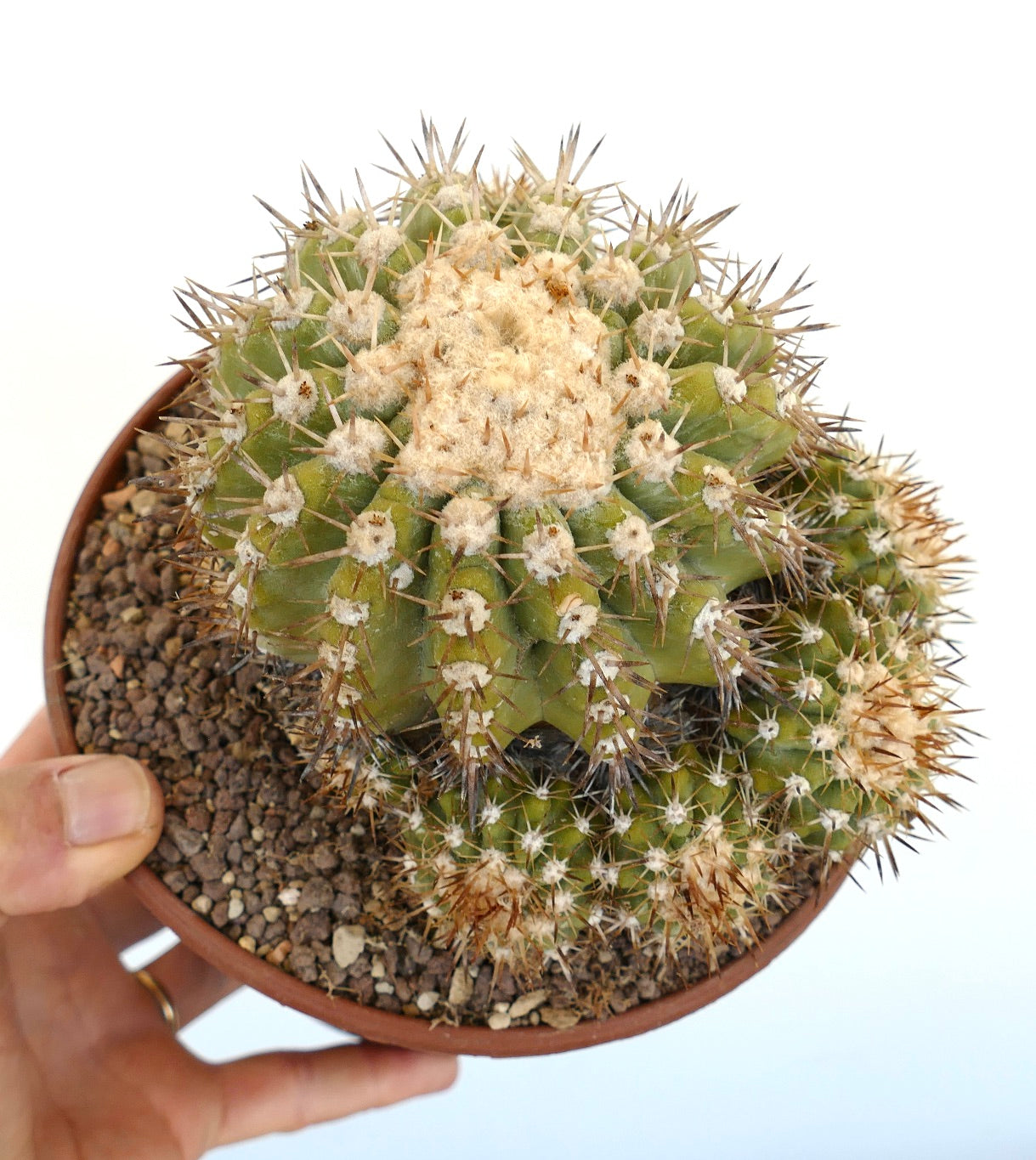 Copiapoa serpentisulcata succulent cactus with dense spines and woolly areoles in pot
