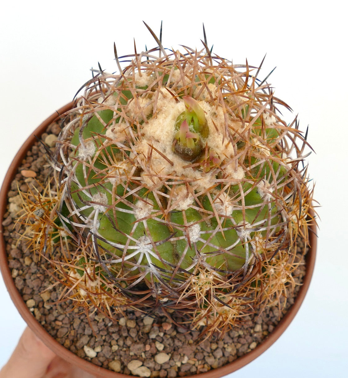 Copiapoa andina green cactus with dense brown spines and woolly areoles in pot