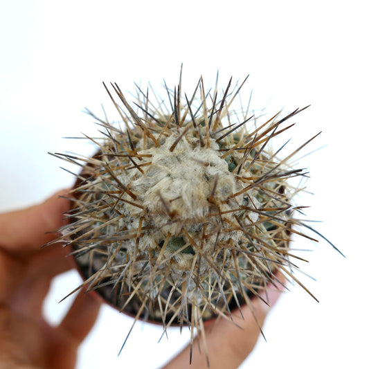 Copiapoa taltalensis suculenta rara con espinas largas marrones densas y areolas lanosas