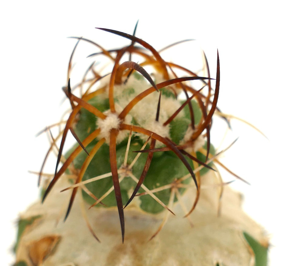 Copiapoa solaris small green cactus with long curved brown spines and white woolly areoles