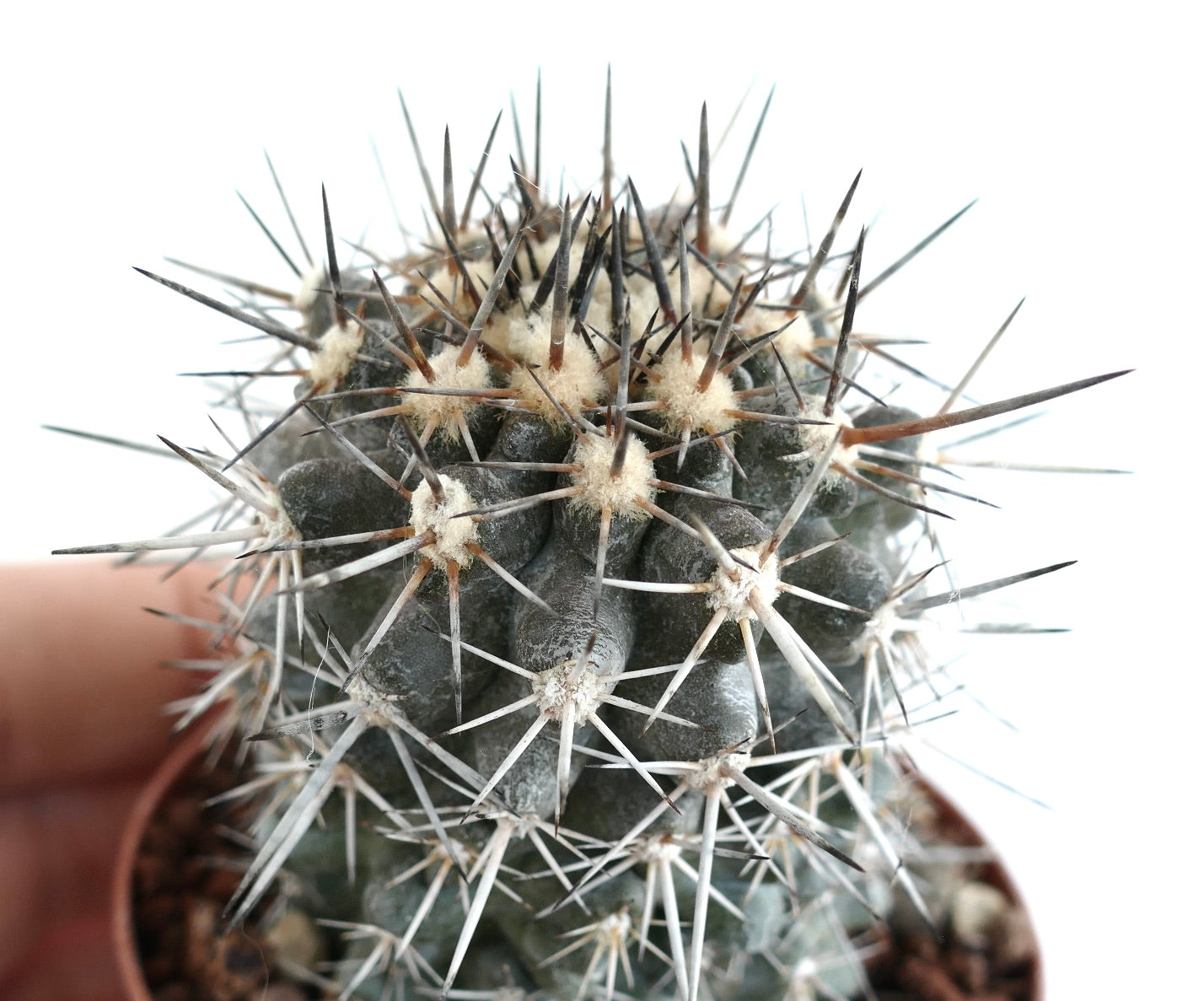 Copiapoa atacamensis