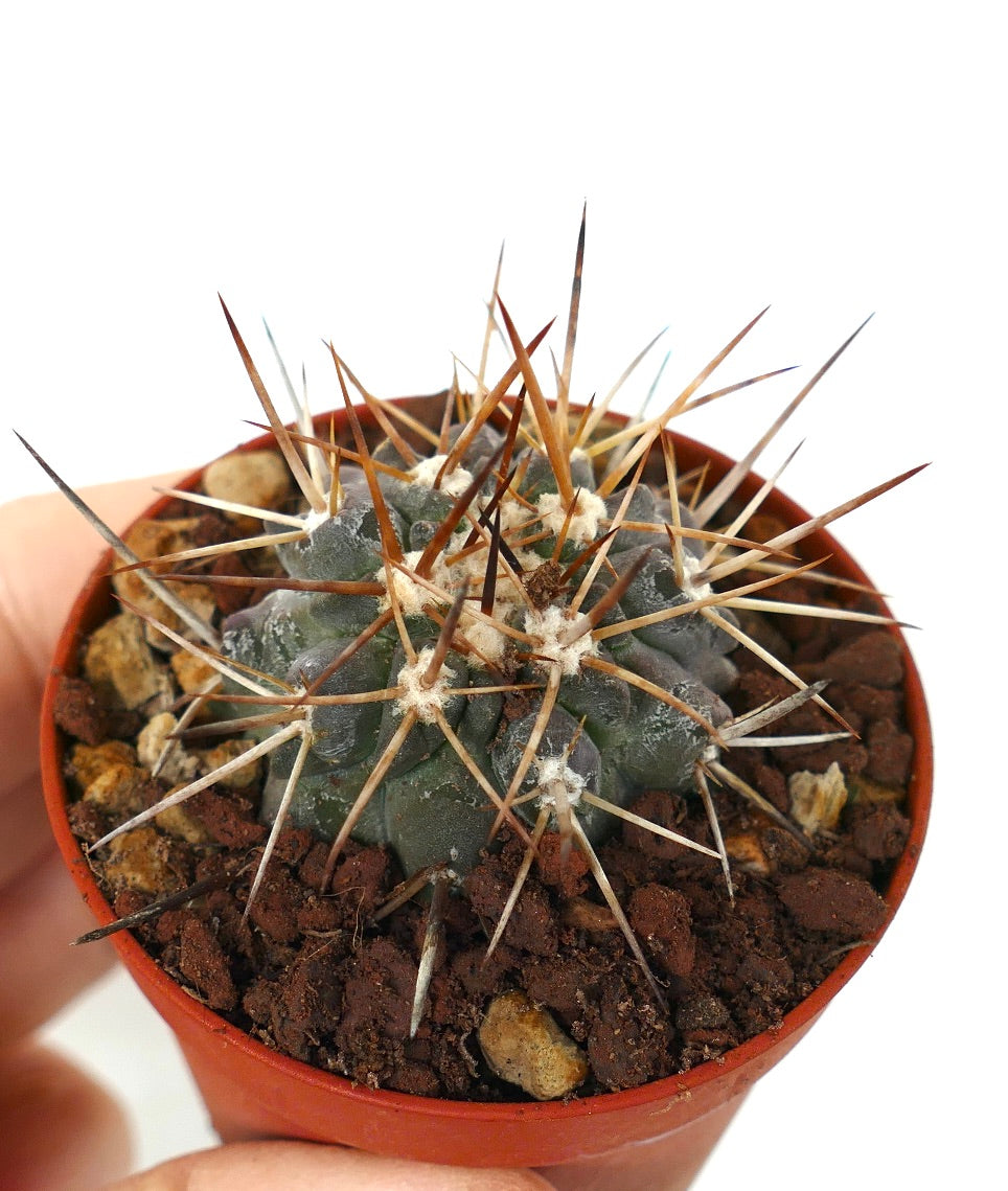 Copiapoa atacamensis small cactus with long brown spines in terracotta pot
