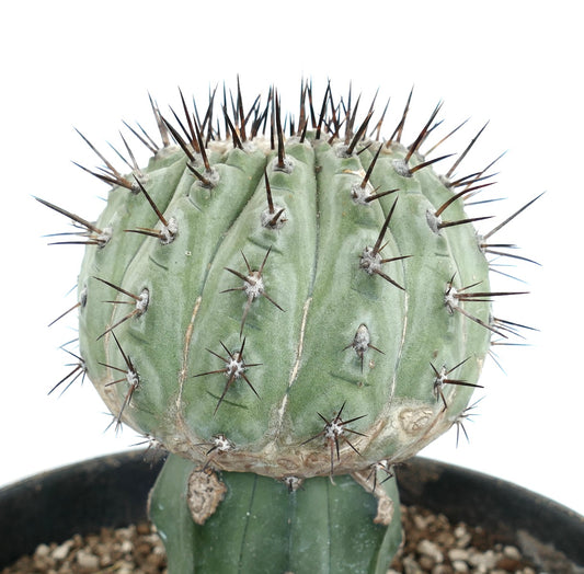 Copiapoa cinerea rare succulent cactus with dark spines and rounded grafted stem