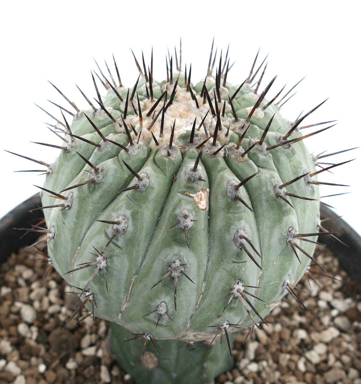 Copiapoa cinerea succulent cactus with prominent dark spines and ribbed green body in pot