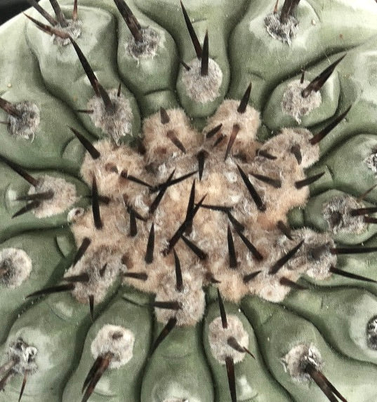Copiapoa cinerea succulent cactus with dense woolly areoles and dark sharp spines
