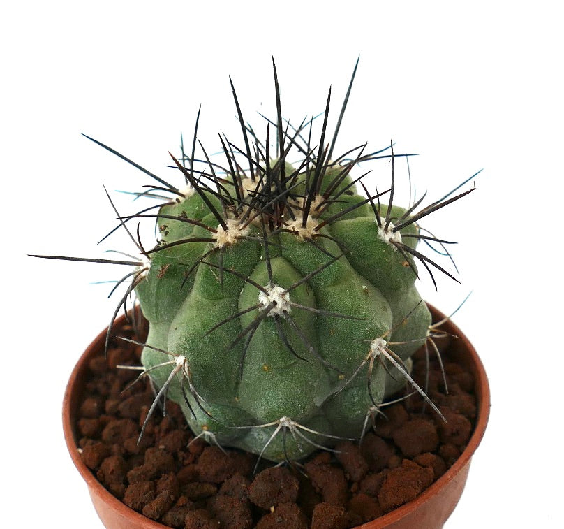 Copiapoa cinerea GREEN x fiedleriana