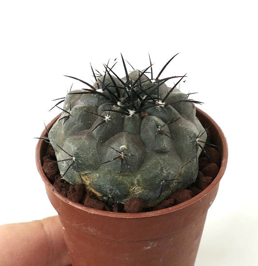 Copiapoa cinerea TALTAL