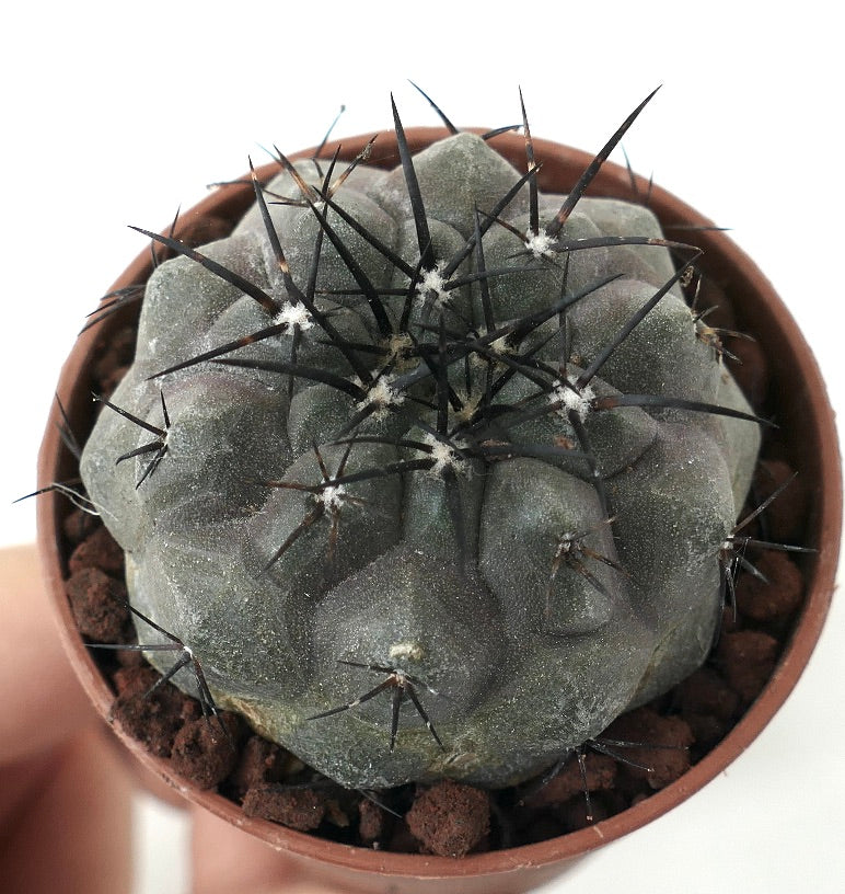 Copiapoa cinerea TALTAL