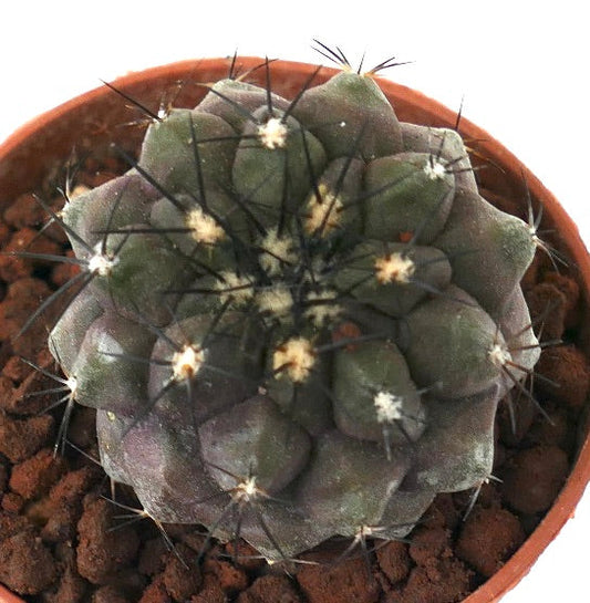 Copiapoa cinerea X Copiapoa alticostata