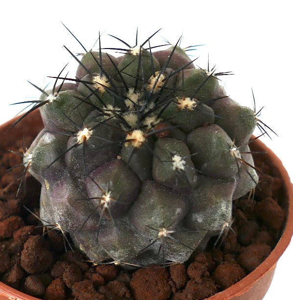 Copiapoa cinerea X Copiapoa alticostata