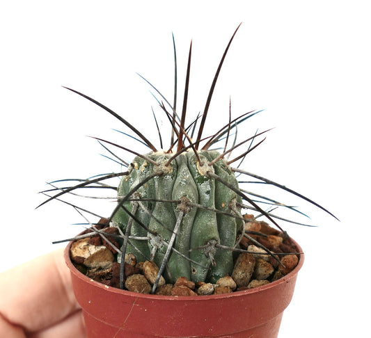 Copiapoa cinerea var. dealbata small succulent cactus with long dark spines in pot