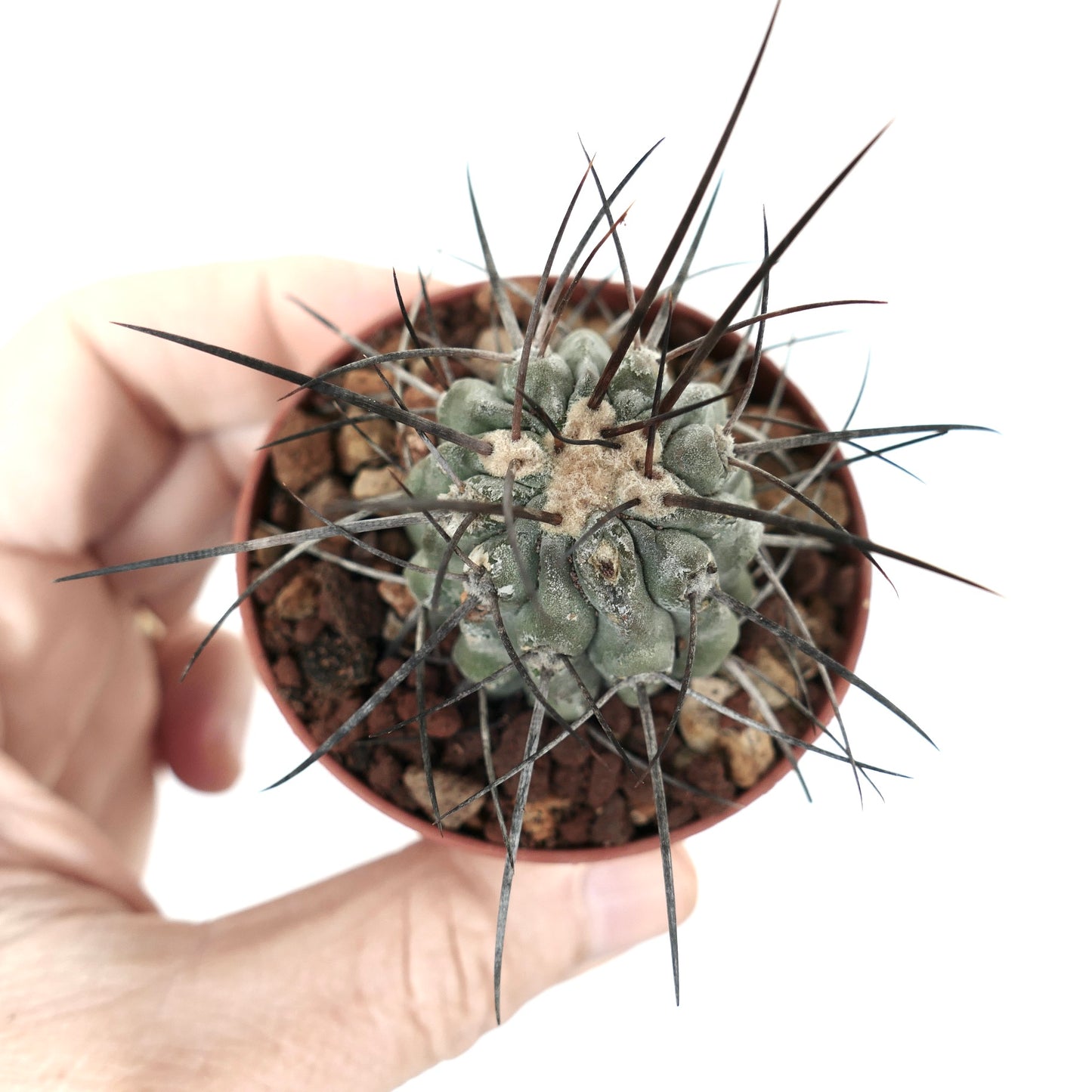 Copiapoa cinerea var. dealbata rare succulent cactus with long dark spines in small pot