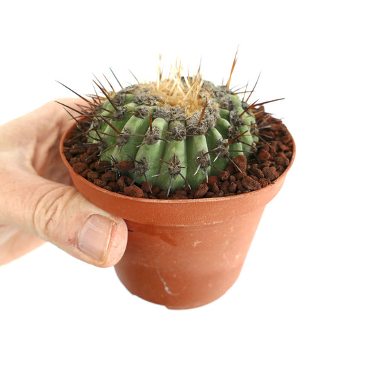 Copiapoa columna-alba