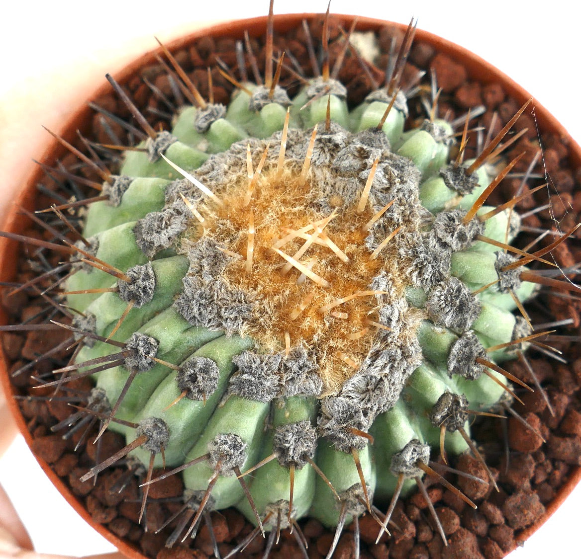 Copiapoa columna-alba