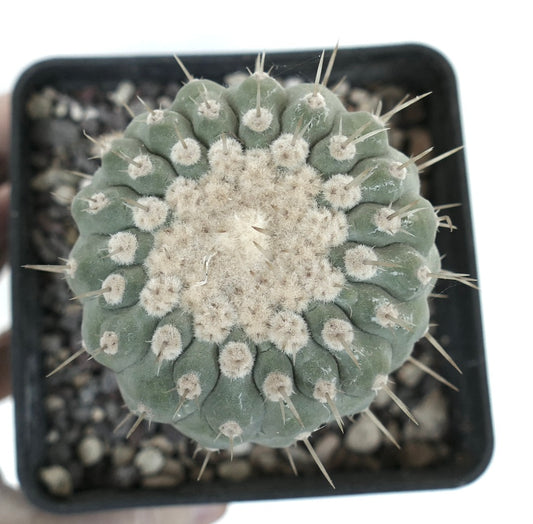 Copiapoa columna-alba succulent cactus with dense white wool and sharp spines in pot