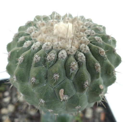 Copiapoa columna-alba cv. albispinus succulent cactus with dense white wool and sharp spines