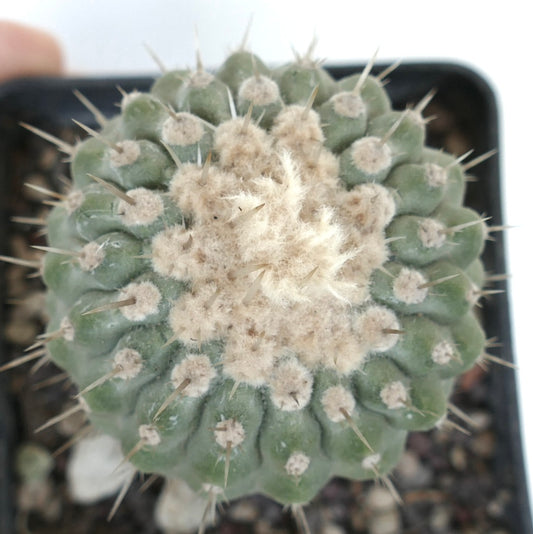 Copiapoa columna-alba var. albispina succulent cactus with dense white wool and sharp spines