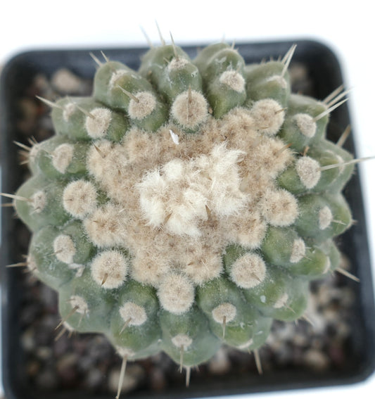 Copiapoa columna-alba var. albispinus succulent cactus with dense white wool and sharp spines